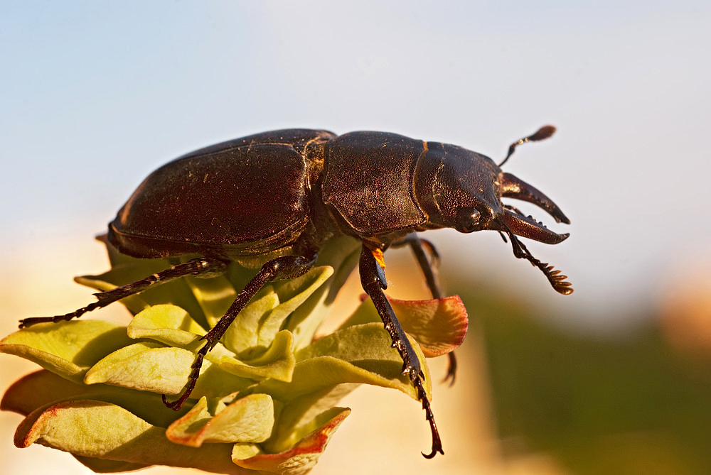 Identificazione: Lucanus tetraodon