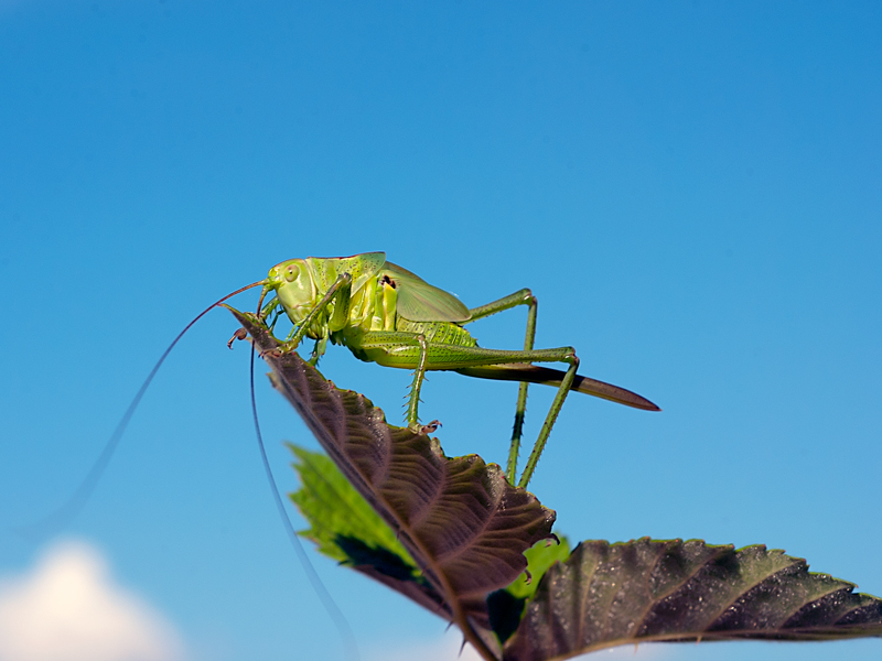 Tettigonia Viridissima, Tettigoniidae