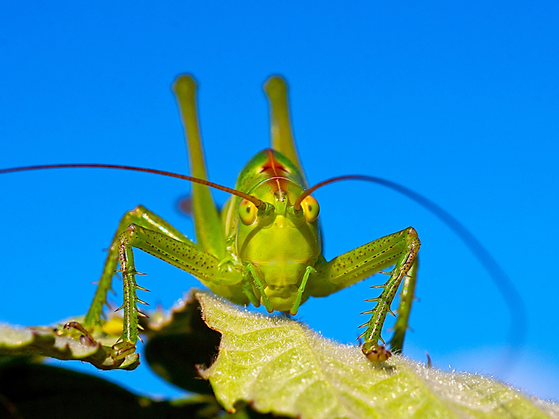 Tettigonia Viridissima, Tettigoniidae