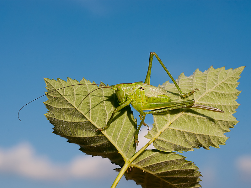 Tettigonia Viridissima, Tettigoniidae