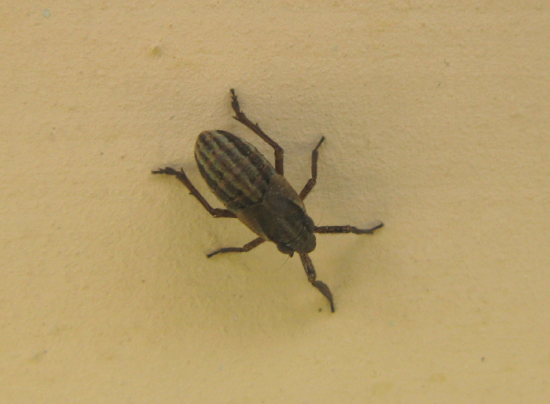 coleottero ? da identificare: no, Homoptera, Fulgoromorpha