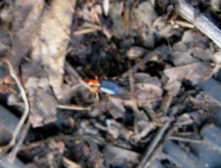 Brachinus sp. (Carabidae)