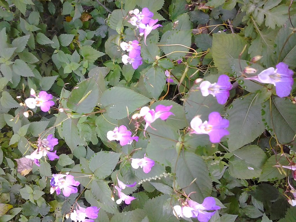 Impatiens balfouri