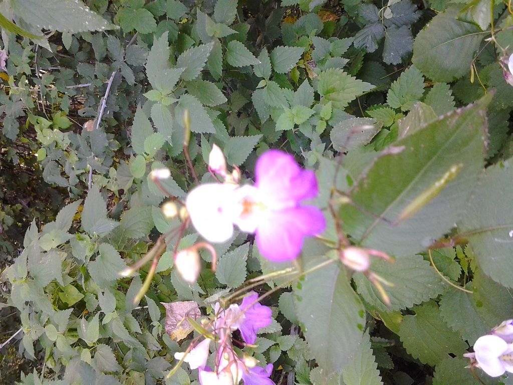 Impatiens balfouri