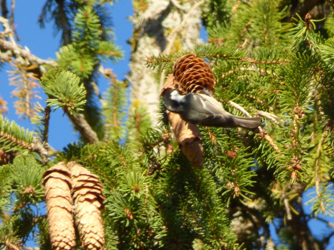 Balia nera?  No, Cincia mora (Periparus ater)