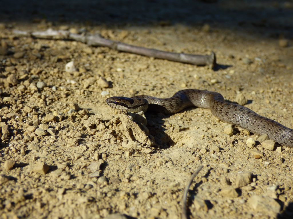 Coronella austriaca