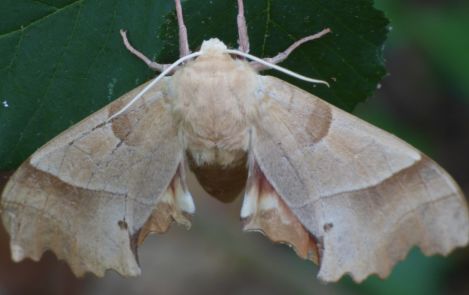 identificazione sfingide - Marumba quercus