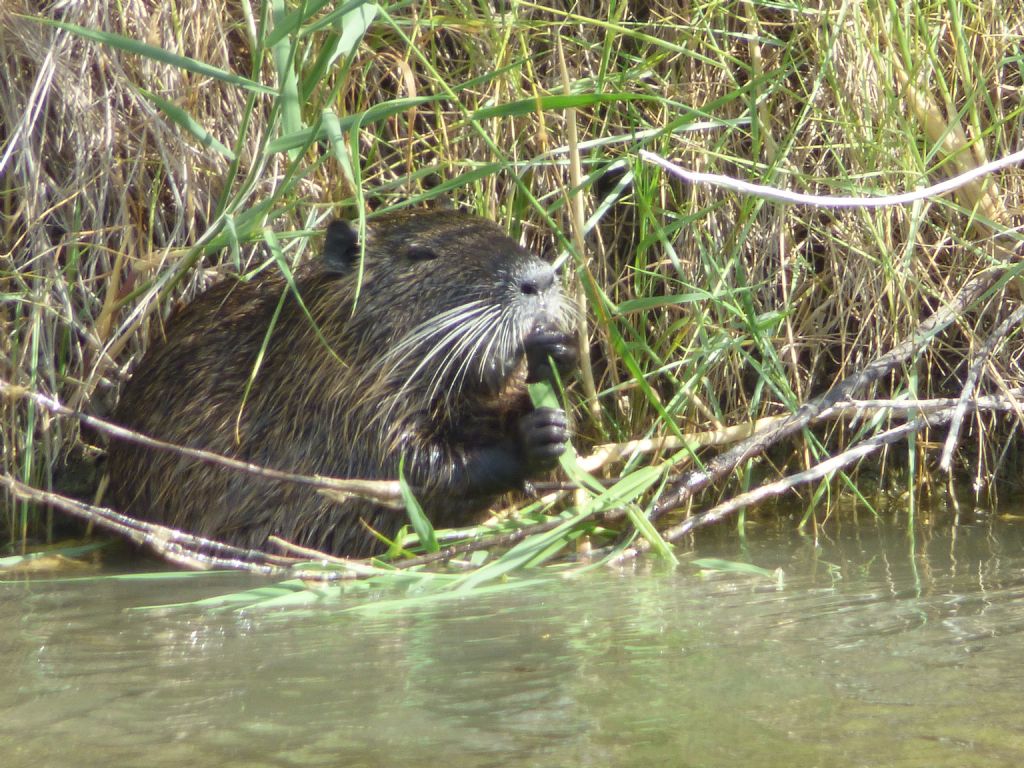 nutria color champagne