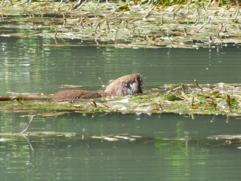 nutria color champagne