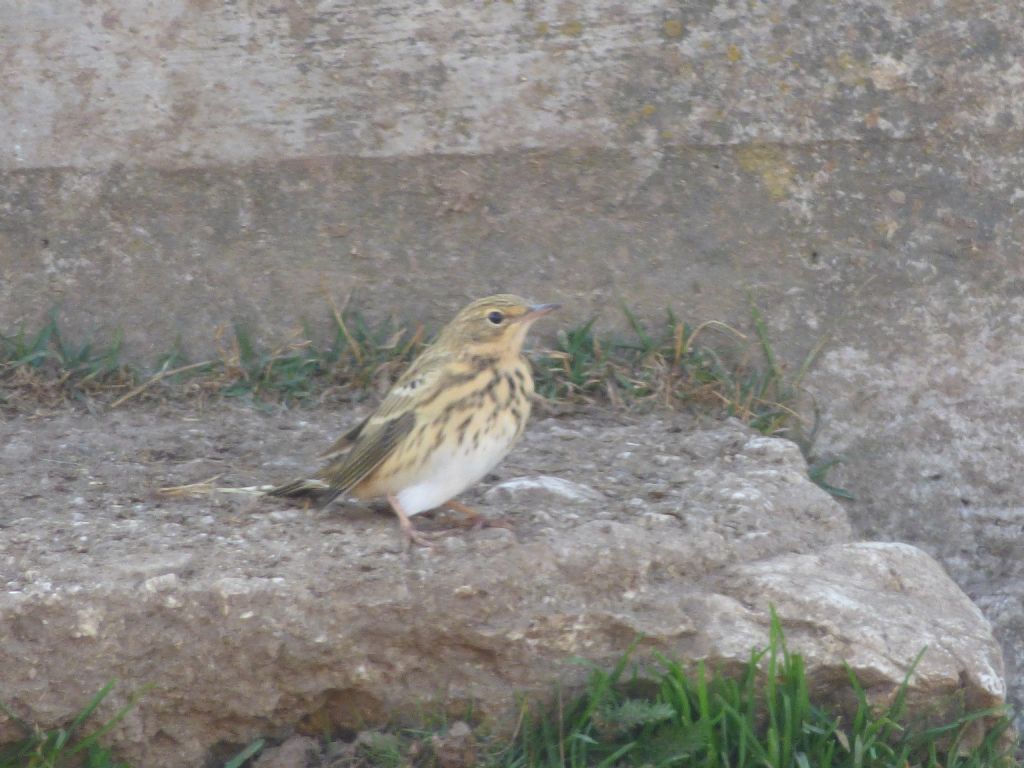 aiuto per ID:  Prispolone (Anthus trivialis)