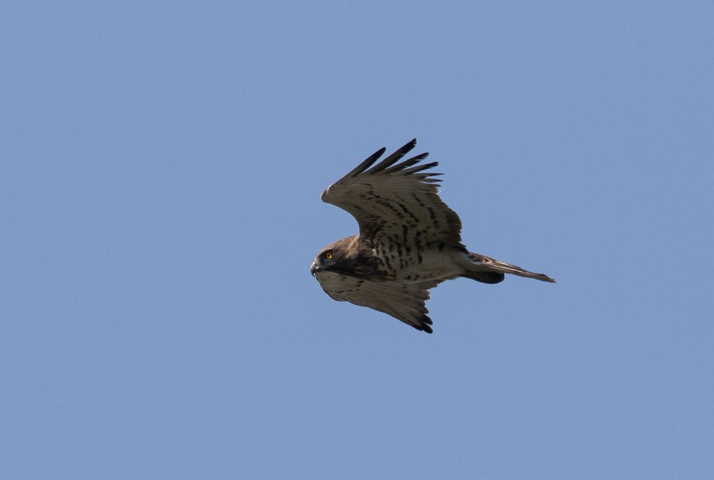 Biancone (Circaetus gallicus)