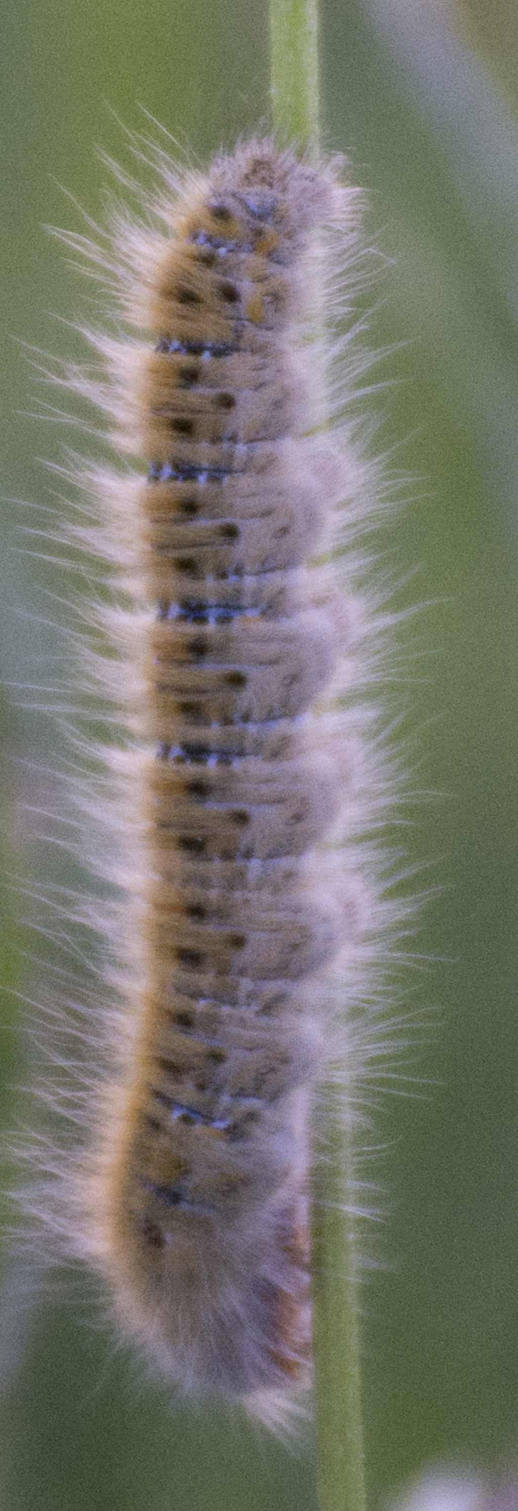 aiuto identificazione - Lasiocampa (Pachygastria) trifolii