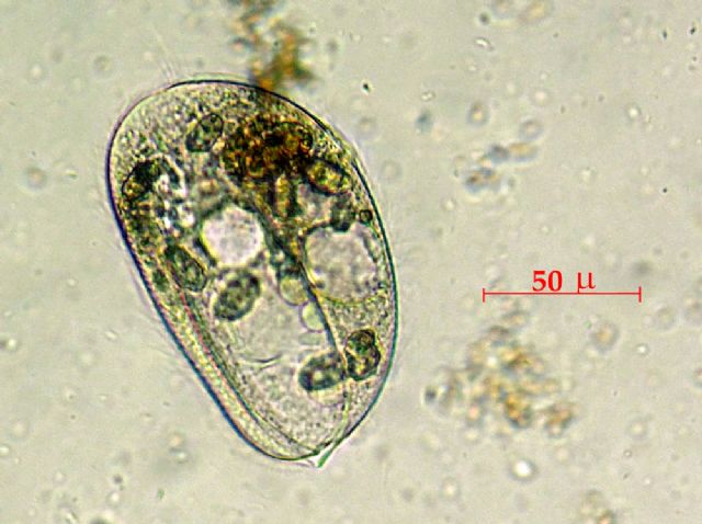 LEMBADION-BULLINUM