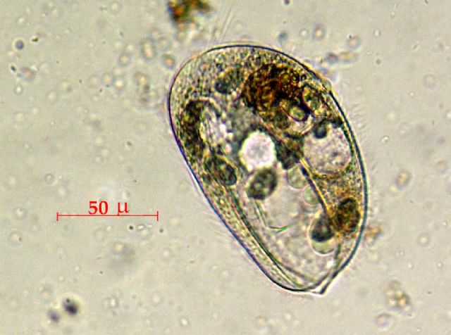 LEMBADION-BULLINUM