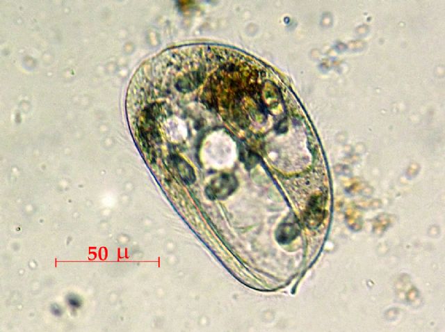 LEMBADION-BULLINUM