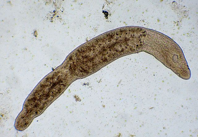 MICROSTOMUM-LINEARE