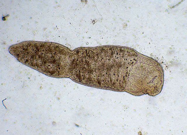 MICROSTOMUM-LINEARE