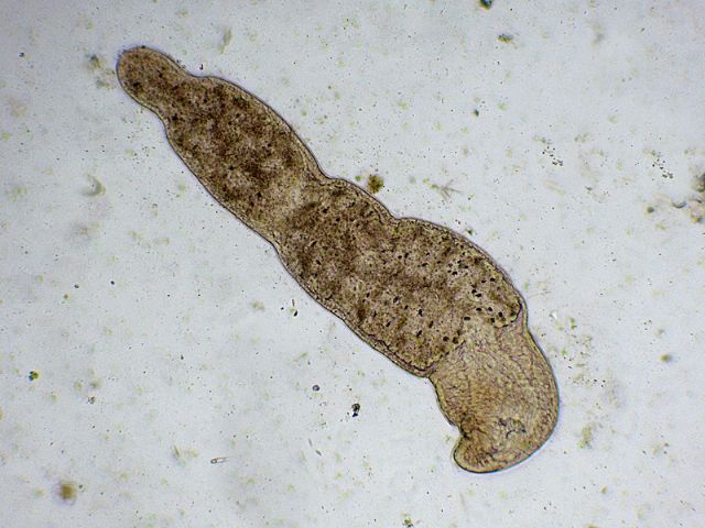 MICROSTOMUM-LINEARE