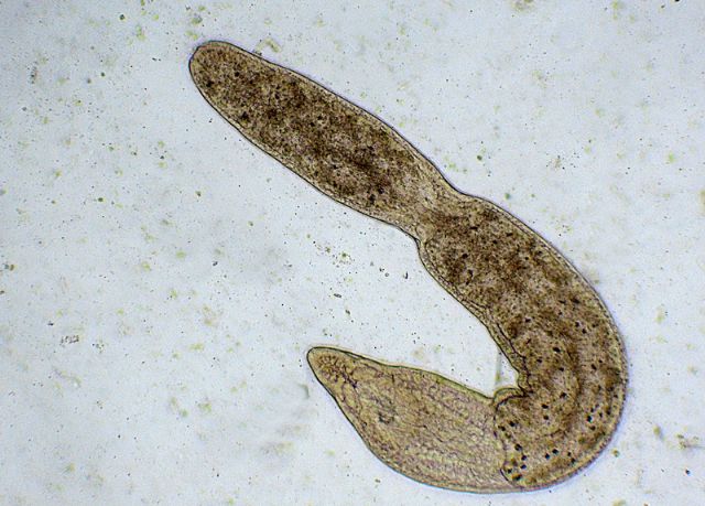 MICROSTOMUM-LINEARE