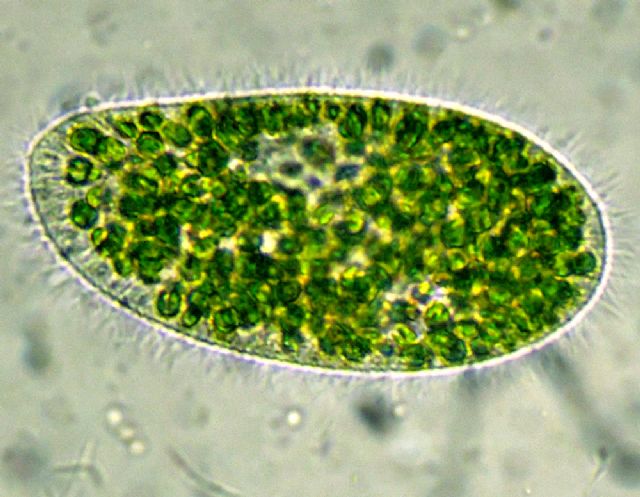 Paramecium bursaria: una simbiosi vincente