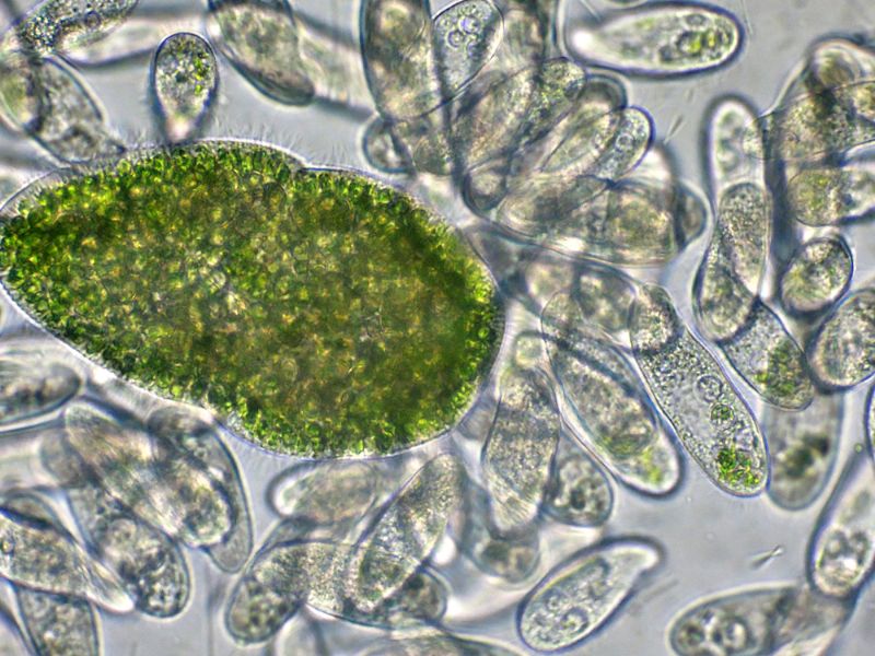 PARAMECIUM-bursaria