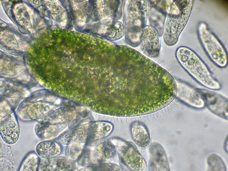 PARAMECIUM-bursaria