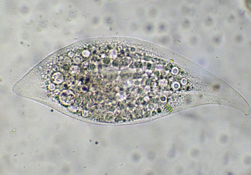 LOXOPHILLUM-MELEAGRIS  - no - litonotus sp.