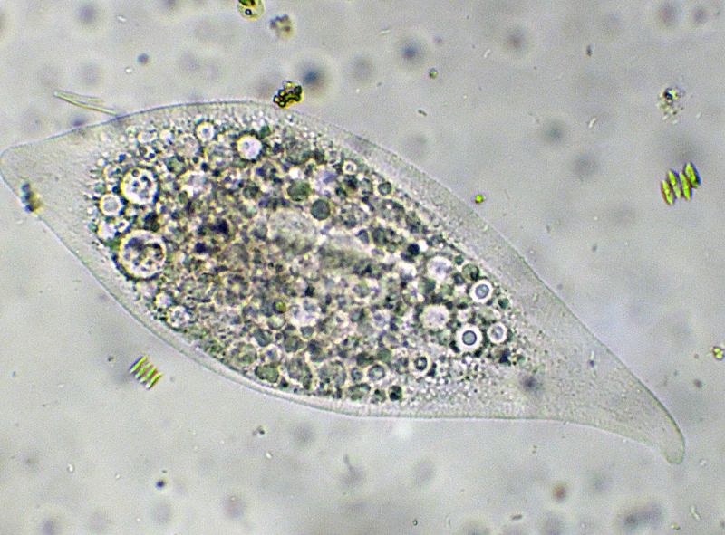 LOXOPHILLUM-MELEAGRIS  - no - litonotus sp.