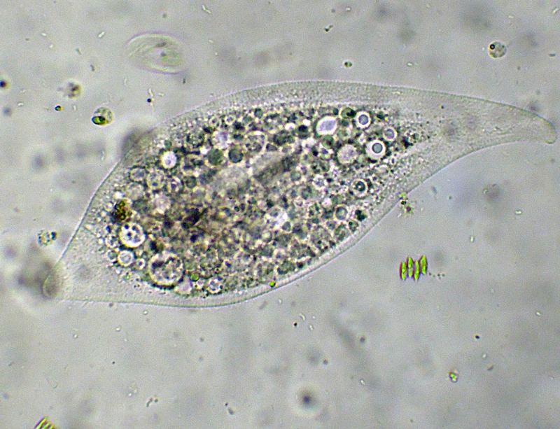 LOXOPHILLUM-MELEAGRIS  - no - litonotus sp.