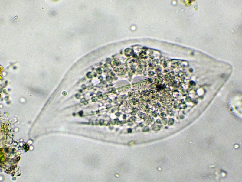 LOXOPHILLUM-MELEAGRIS  - no - litonotus sp.