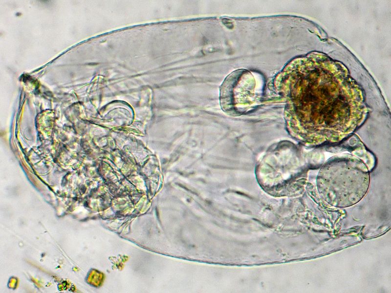 ASPLANCHNA-PRIODONTA (ROTIFERO)