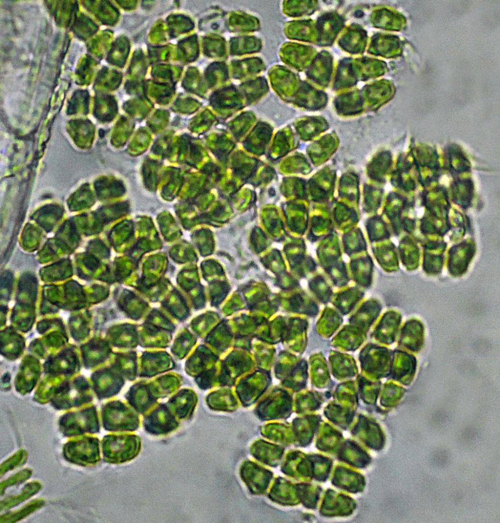 ALGA  DA IDENTIFICARE