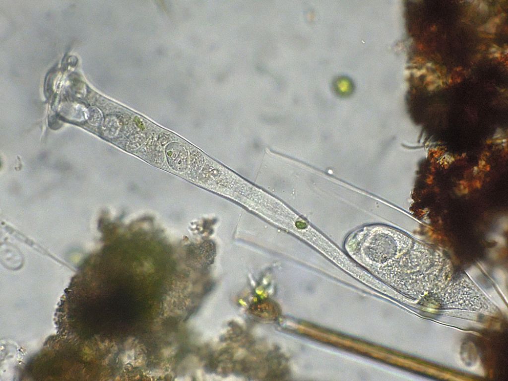 Vaginicola-subcrystallina