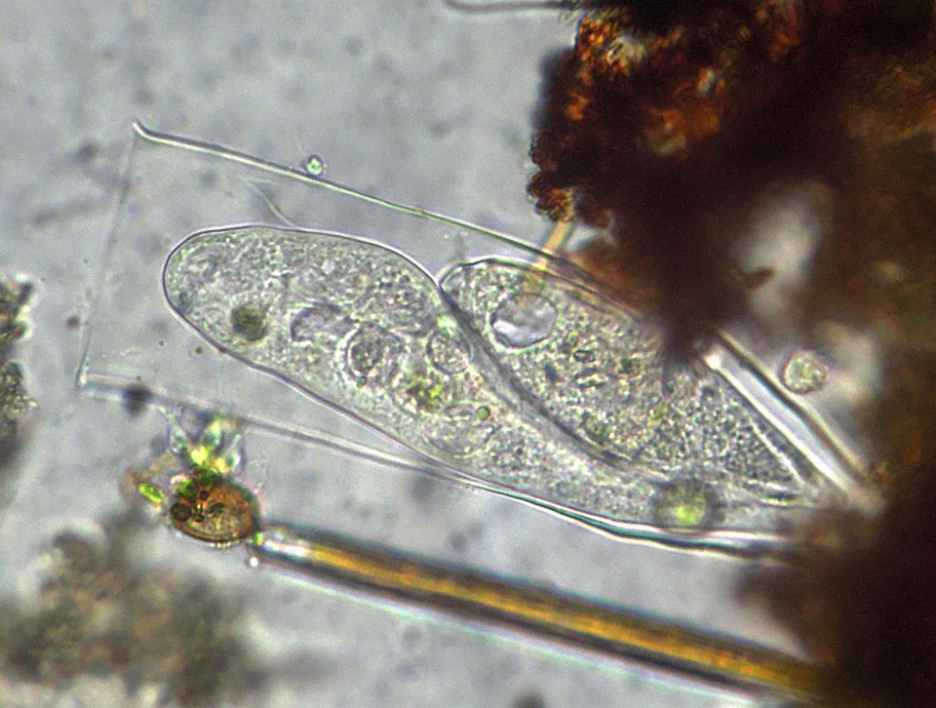 Vaginicola-subcrystallina