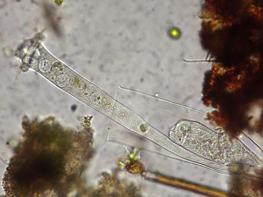 Vaginicola-subcrystallina