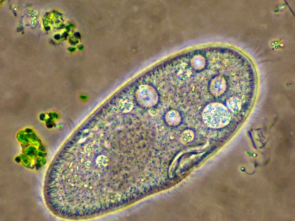 Paramecium-caudatum in CDF