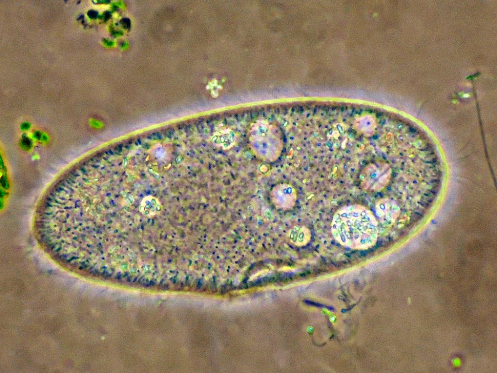 Paramecium-caudatum in CDF