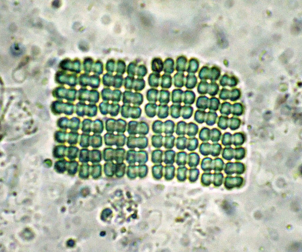 Ancora Merismopedia-glauca