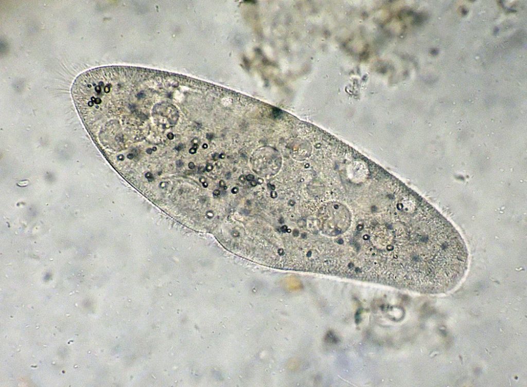 Sequenza di scissione binaria di Paramecium-caudatum