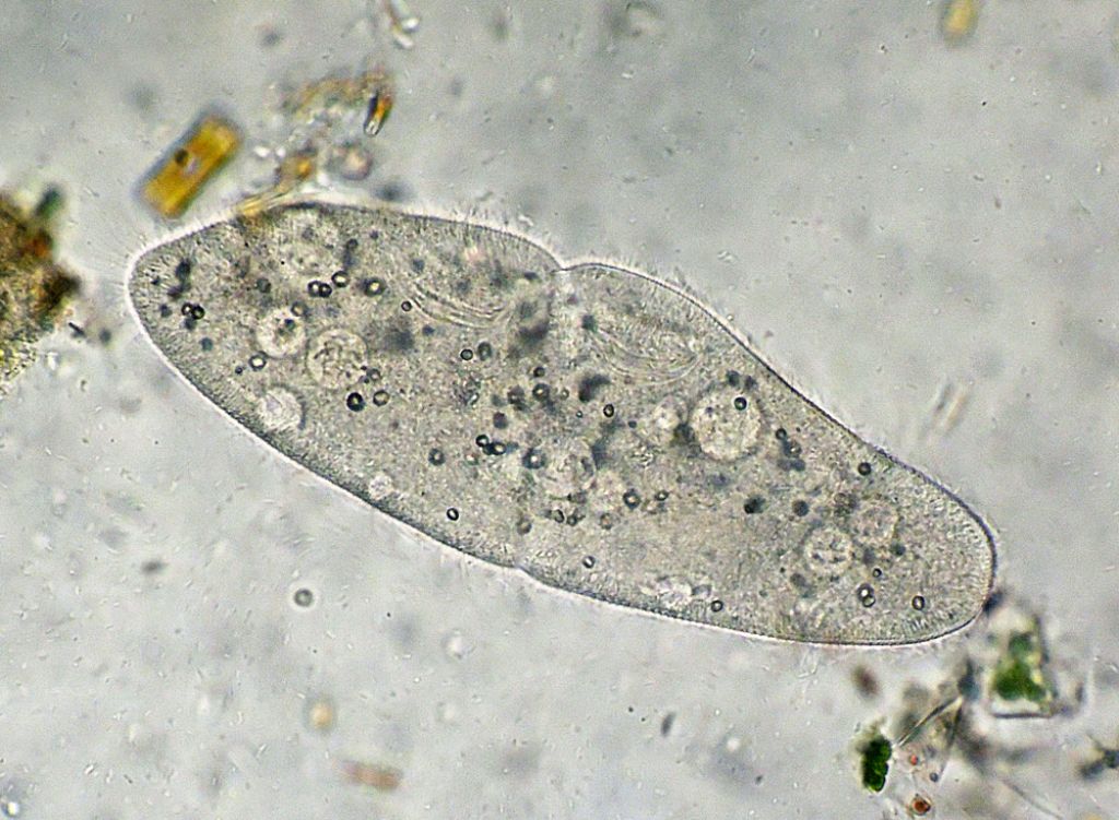 Sequenza di scissione binaria di Paramecium-caudatum