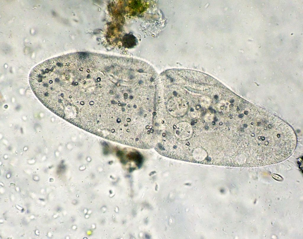 Sequenza di scissione binaria di Paramecium-caudatum