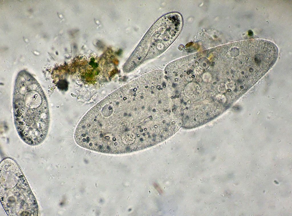 Sequenza di scissione binaria di Paramecium-caudatum