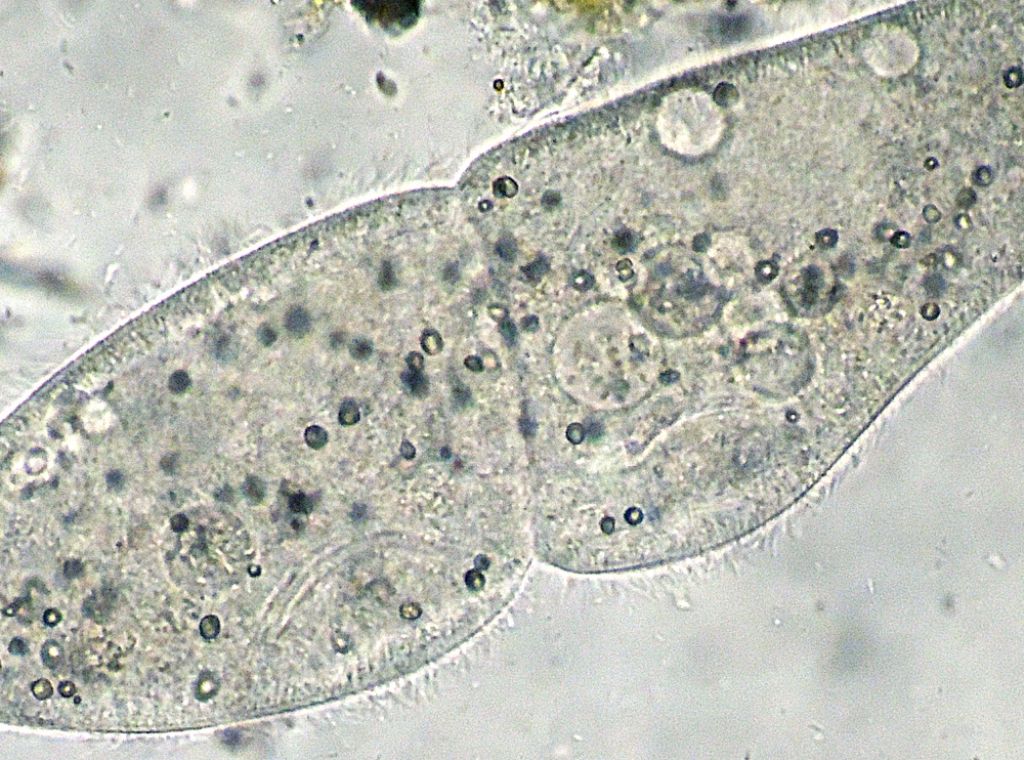 Sequenza di scissione binaria di Paramecium-caudatum