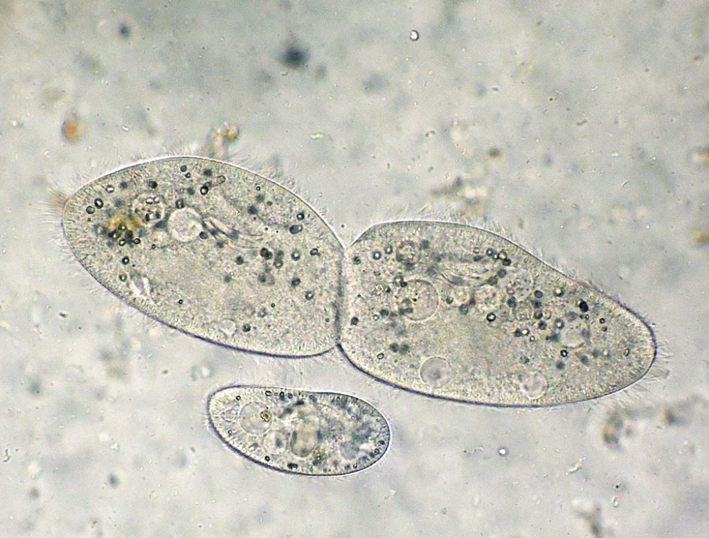 Sequenza di scissione binaria di Paramecium-caudatum