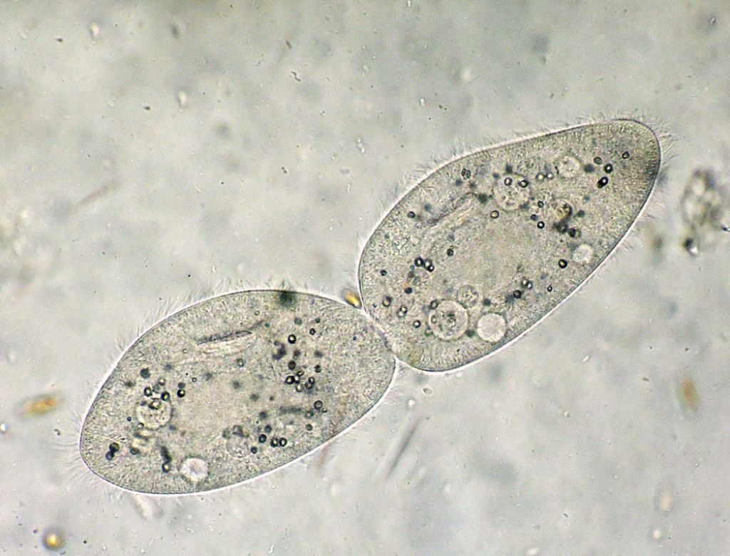 Sequenza di scissione binaria di Paramecium-caudatum