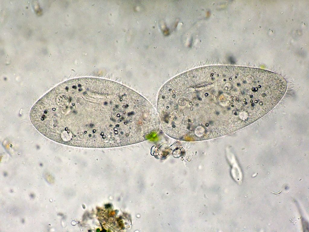 Sequenza di scissione binaria di Paramecium-caudatum