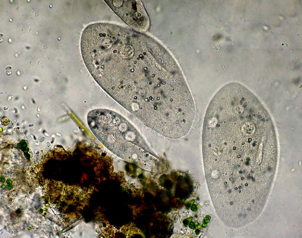 Sequenza di scissione binaria di Paramecium-caudatum