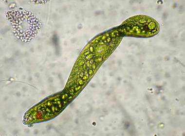 EUGLENA-EHRENBERGI