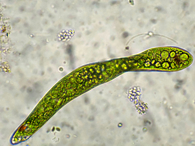 EUGLENA-EHRENBERGI