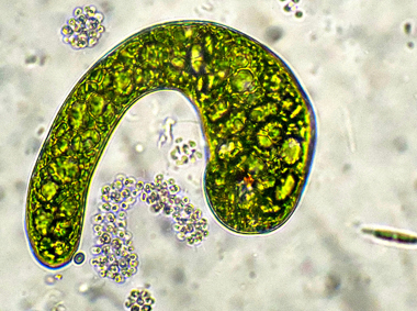 EUGLENA-EHRENBERGI